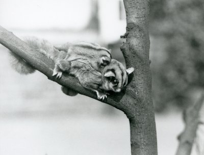Un petauro dello zucchero su un ramo con il suo cucciolo sulla schiena, zoo di Londra da Frederick William Bond
