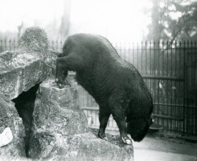 Un takin, noto anche come camoscio di bestiame o capra gnu, che scende dalle rocce, Zoo di Londra da Frederick William Bond