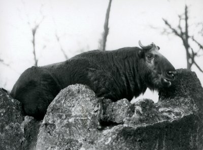 Un takin, noto anche come camoscio bovino o gnu capra, che riposa su una roccia, Zoo di Londra, 1925 da Frederick William Bond