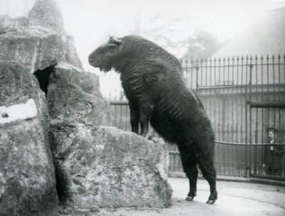 Un takin, noto anche come camoscio bovino o capra gnu, in piedi con le zampe anteriori su una roccia, Zoo di Londra da Frederick William Bond