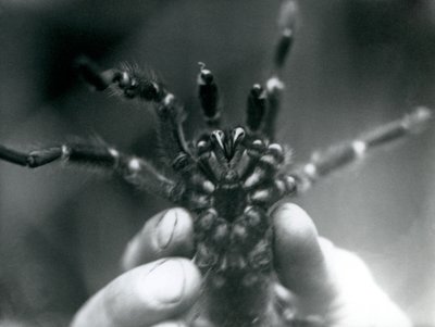 Un tarantola tenuta in alto per mostrare i suoi denti da sotto, Zoo di Londra, ottobre 1925 da Frederick William Bond