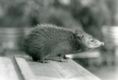 Un tenrec allo zoo di Londra nel 1929 (foto in b/n) da Frederick William Bond