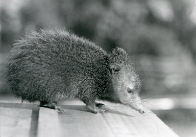 Un Tenrec al London Zoo nel 1929 da Frederick William Bond