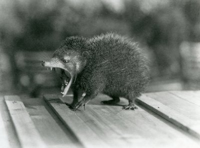 Un Tenrec con la bocca aperta, mostrando la sua ampia apertura e i denti affilati, Zoo di Londra da Frederick William Bond
