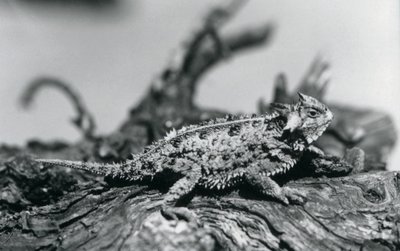 Un lucertola cornuta del Texas che riposa su un tronco allo zoo di Londra, settembre 1928 da Frederick William Bond