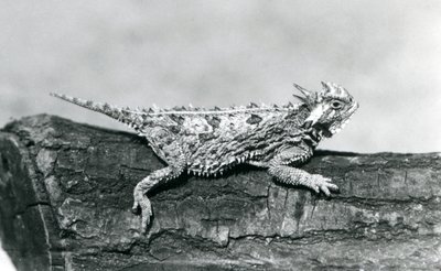 Un lucertola cornuta del Texas/Horntoad/Horned Toad/Horny Toad che riposa su un tronco allo Zoo di Londra nell