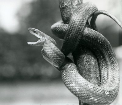 Un serpente ratto del Texas che sbadiglia, mentre è avvolto intorno a un ramo quasi verticale, Zoo di Londra, agosto 1928 (foto in b/n) da Frederick William Bond