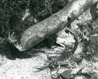 Uno scorpione del Texas allo zoo di Londra nel 1928 da Frederick William Bond