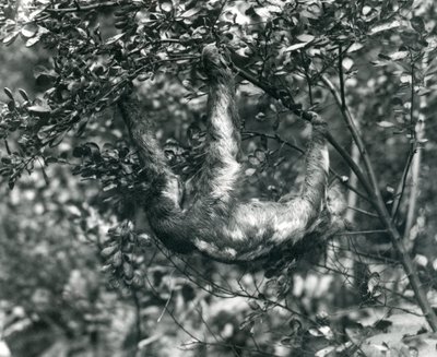 Un bradipo tridattilo appeso a un ramo frondoso allo Zoo di Londra, agosto 1920 da Frederick William Bond