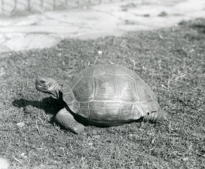 Una tartaruga sull