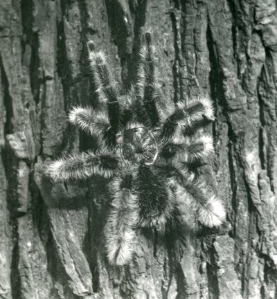 Una tarantola Chevron di Trinidad sulla corteccia di un tronco d
