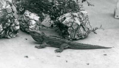 Un tuatara allo zoo di Londra nel 1927 da Frederick William Bond