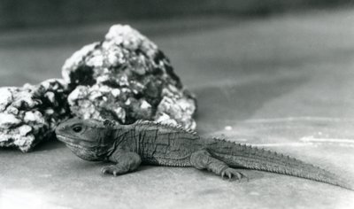 Un tuatara, sdraiato davanti a una roccia, allo Zoo di Londra nel 1928 da Frederick William Bond