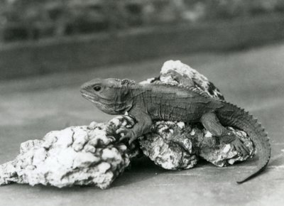 Un Tuatara, sdraiato su una roccia, allo Zoo di Londra nel 1929 (foto b/n) da Frederick William Bond