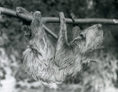 Un bradipo didattilo appeso a un ramo tagliato, Zoo di Londra, 1927 da Frederick William Bond