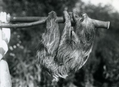Bradipo didattilo appeso a un ramo tagliato, tenuto da un custode, Zoo di Londra, 1925 da Frederick William Bond