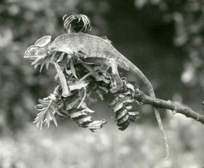 Un camaleonte velato o dello Yemen alla fine di un ramo frondoso allo Zoo di Londra, giugno 1924 da Frederick William Bond