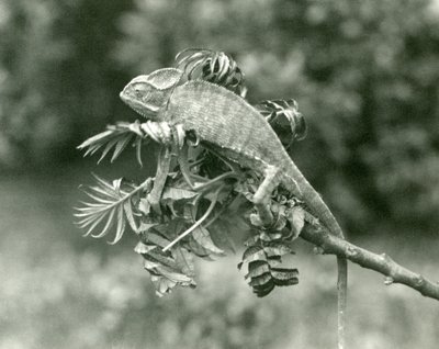 Un camaleonte velato o dello Yemen alla fine di un ramo frondoso allo Zoo di Londra, giugno 1924 da Frederick William Bond