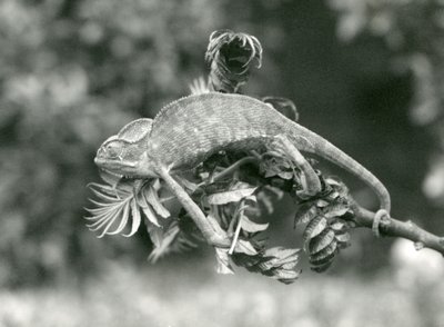 Un camaleonte velato o dello Yemen si aggrappa alla fine di un ramo frondoso con la sua coda prensile, Zoo di Londra, giugno 1924 da Frederick William Bond