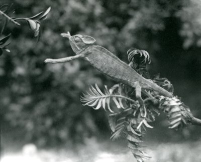 Un camaleonte velato o dello Yemen sta su un ramo frondoso e si allunga verso un altro, Zoo di Londra, giugno 1924 da Frederick William Bond