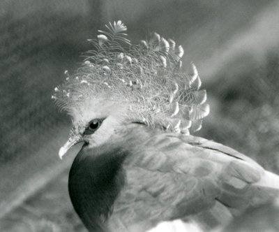 Un piccione incoronato Victoria allo zoo di Londra nel settembre 1927 da Frederick William Bond