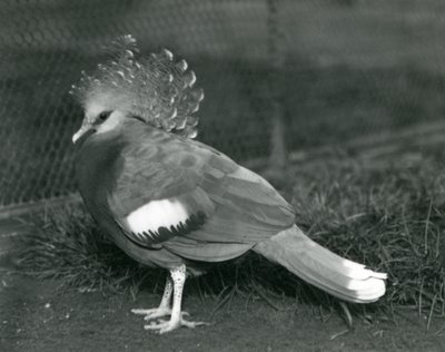 Un piccione incoronato Victoria a terra allo zoo di Londra nel settembre 1927 da Frederick William Bond