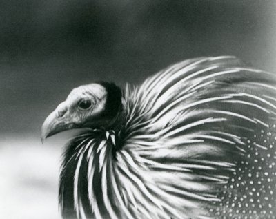Un faraone vulturino allo Zoo di Londra nel 1927 da Frederick William Bond