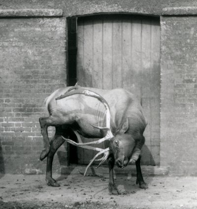 Un wapiti alce maschio nel suo recinto allo Zoo di Londra, settembre 1927 da Frederick William Bond