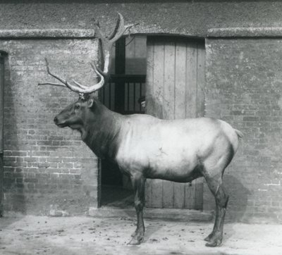 Un wapiti alce maschio nel suo recinto allo Zoo di Londra, settembre 1927 da Frederick William Bond