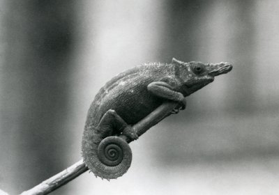 Un camaleonte a due corna di Usambara occidentale, Zoo di Londra, 1927 da Frederick William Bond
