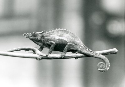Un camaleonte a due corna di Usambara occidentale, Zoo di Londra, 1927 da Frederick William Bond