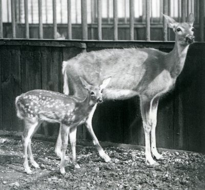 Un cervo della Virginia dalla coda bianca con il suo cerbiatto allo Zoo di Londra nell