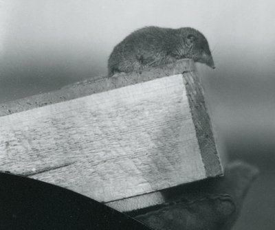 Un toporagno dai denti bianchi che guarda oltre il bordo di una scatola di legno, tenuto dalla mano guantata di un custode, Zoo di Londra, aprile 1917 da Frederick William Bond