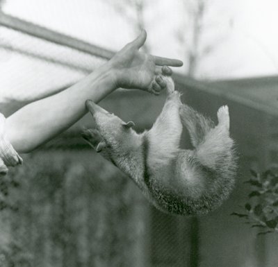 Un giovane tamandua collare che si aggrappa alle dita del custode con la coda prensile mentre cerca di afferrare il braccio del custode, zoo di Londra, aprile 1925 da Frederick William Bond