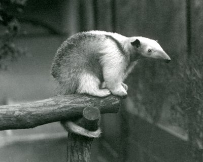 Un giovane tamandua collare seduto alla fine di un ramo che si aggrappa con la coda prensile, zoo di Londra, 24 aprile 1925 da Frederick William Bond