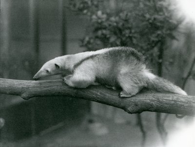Un giovane tamandua collare che cammina lungo un ramo allo zoo di Londra, 24 aprile 1925 da Frederick William Bond
