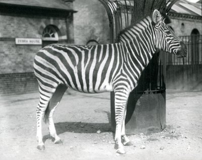 Una Zebra nel recinto fuori dalla Casa delle Zebre allo Zoo di Londra nel 1925 da Frederick William Bond