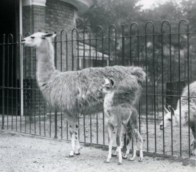 Un cucciolo di lama o cria con sua madre allo zoo di Londra, 1926 da Frederick William Bond
