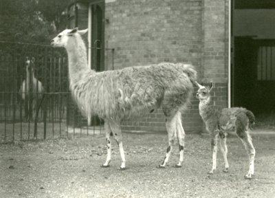 Un cucciolo di lama con sua madre allo Zoo di Londra, 1927 da Frederick William Bond