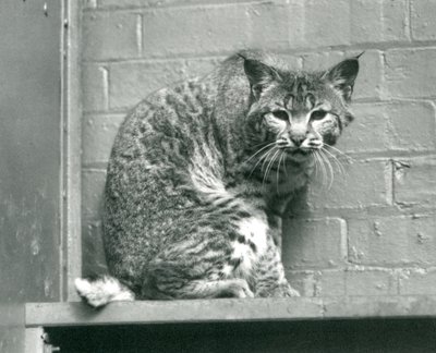 Una lince rossa che guarda giù da una sporgenza nella sua recinzione, Zoo di Londra, marzo 1925 da Frederick William Bond