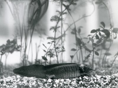 Un Axolotl nero/Salamandra Messicana che riposa sulla ghiaia sul fondo di un serbatoio al London Zoo nel 1928 da Frederick William Bond