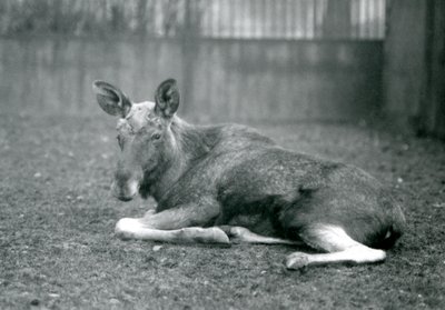 Un alce maschio con cicatrici di corna appena cadute, sdraiato allo Zoo di Londra, gennaio 1926 da Frederick William Bond