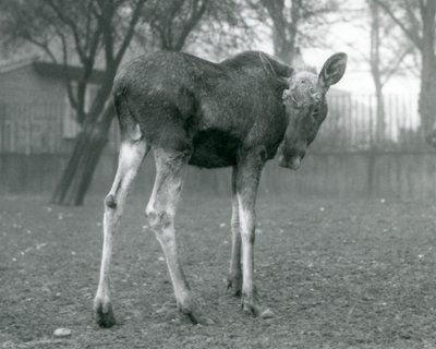 Un alce maschio con ferite di corna appena cadute, in piedi allo Zoo di Londra, gennaio 1926 da Frederick William Bond