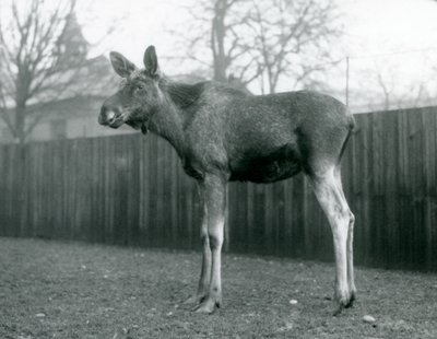 Un alce maschio con ferite di corna appena cadute, in piedi allo Zoo di Londra, gennaio 1926 da Frederick William Bond