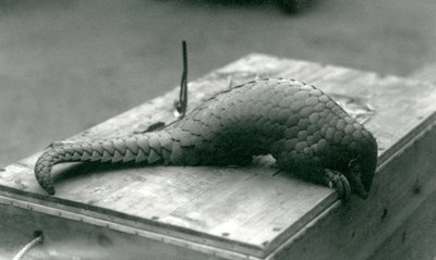 Un pangolino cinese in pericolo critico che guarda oltre il bordo della cassa di legno su cui è seduto, Zoo di Londra, luglio 1925 da Frederick William Bond