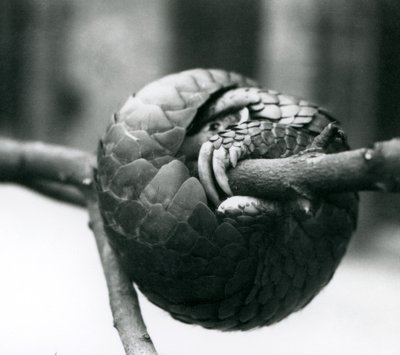Un pangolino cinese in pericolo critico di estinzione che riposa, avvolto attorno a un ramo orizzontale, Zoo di Londra, prima del 1930 da Frederick William Bond