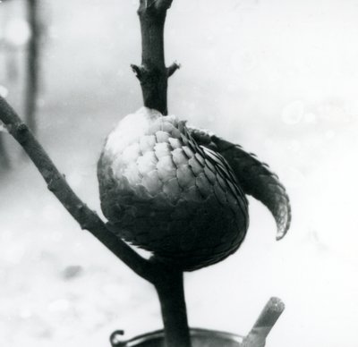 Un pangolino cinese in pericolo critico riposante, avvolto attorno a un ramo verticale, Zoo di Londra, luglio 1925 da Frederick William Bond