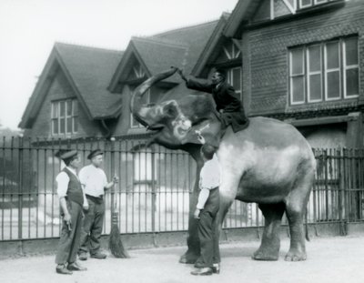 Un elefante indiano decorato, con tre guardiani e un addestratore, fuori dalla Casa degli Elefanti allo Zoo di Londra nel 1927 da Frederick William Bond