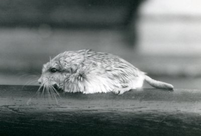 Un gerbillo dalla coda grassa, Zoo di Londra, luglio 1925 da Frederick William Bond