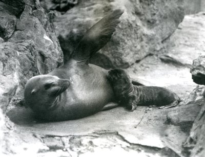 Una femmina di leone marino della California sdraiata su una terrazza rocciosa mentre allatta il suo cucciolo, Zoo di Londra, luglio 1925 da Frederick William Bond